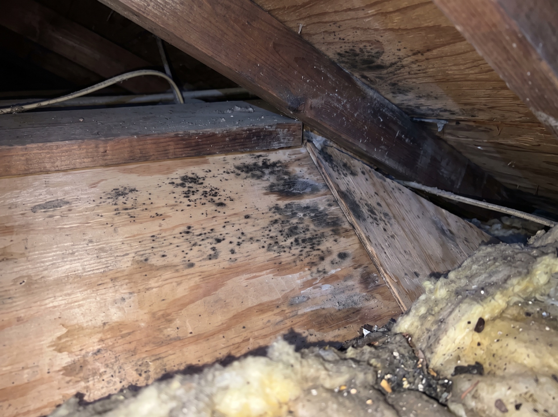 Black mold growth covering attic wood sheathing and roof rafters near insulation