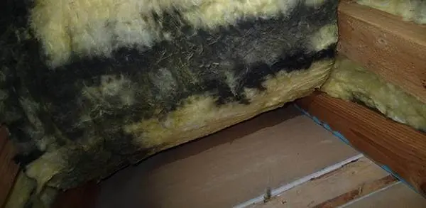 Black mold growth on yellow fiberglass attic insulation from ice dam leak