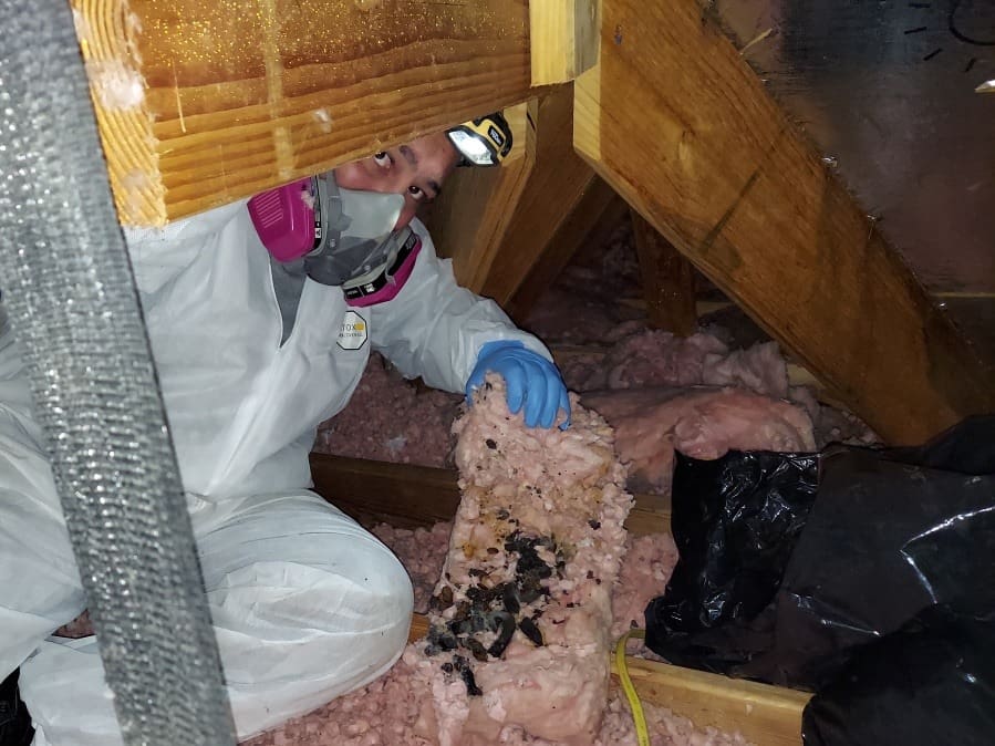 technician in Tyvek suit and respirator removing contaminated pink insulation in attic
