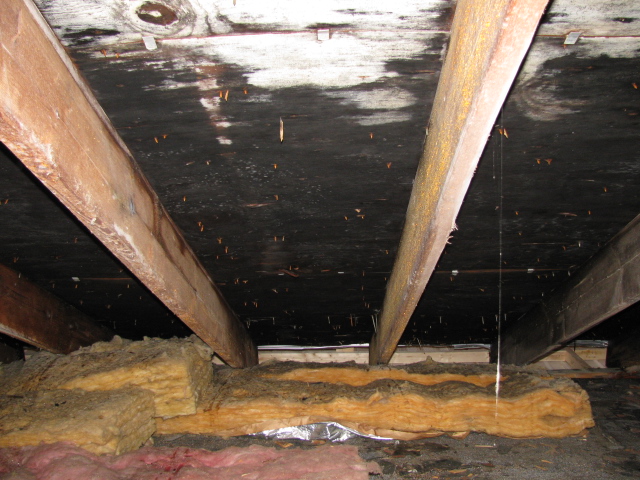 black attic mold covering roof sheathing between rafters above fiberglass insulation