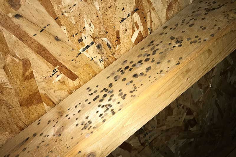 black mold spots on attic rafter and OSB sheathing after ice dam damage
