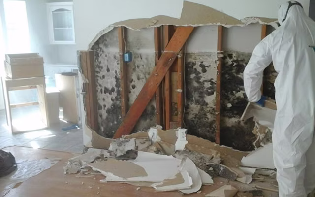 Mold remediation specialist in hazmat suit removing black mold from exposed wall studs