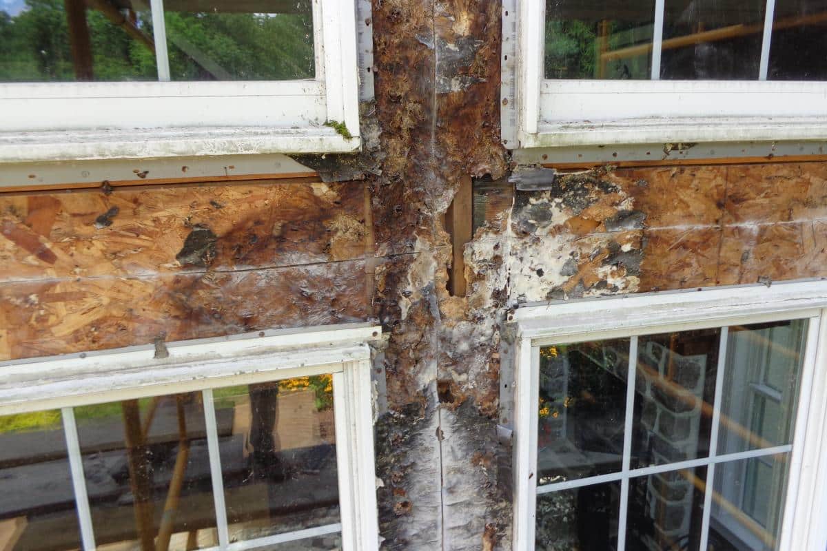 severely rotted window mullion and water damaged OSB sheathing between windows