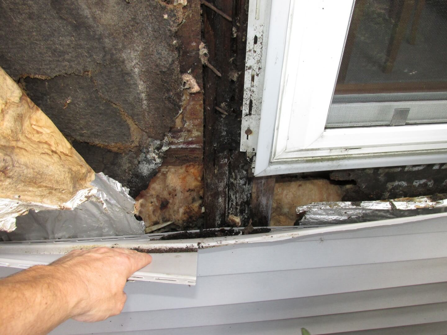 Severe water damage mold and rot exposed behind vinyl siding near window
